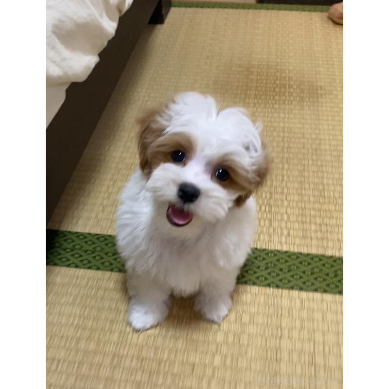 成約済の熊本県のミックス犬-401756の5枚目