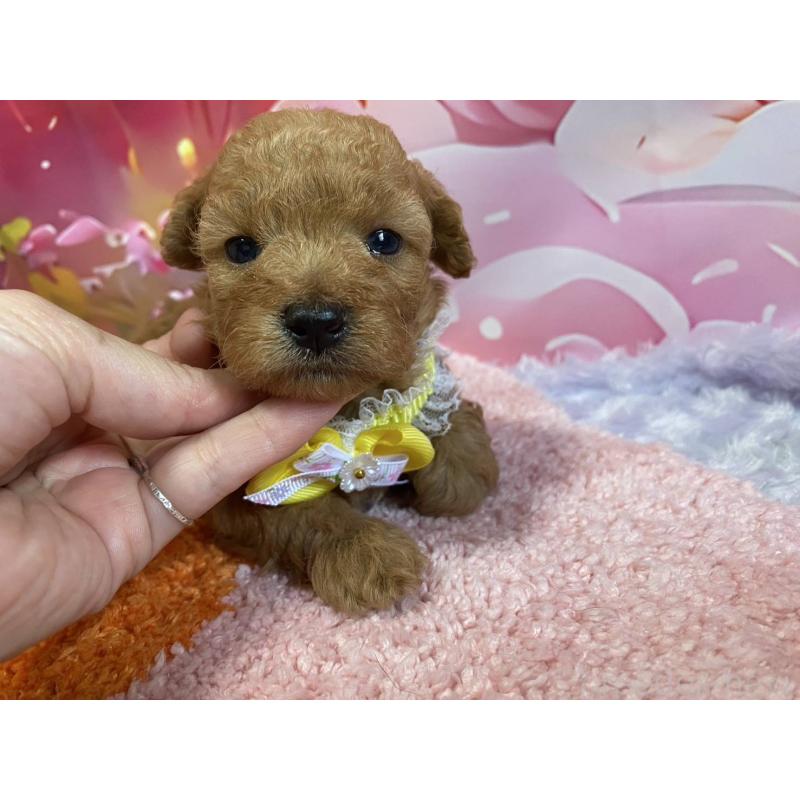 販売中の神奈川県のマルプー:マルチーズ×トイプードル-404071の7枚目
