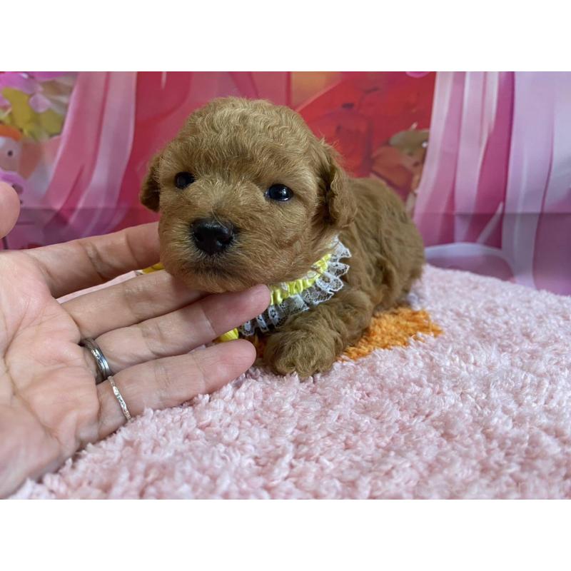 販売中の神奈川県のマルプー:マルチーズ×トイプードル-404071の6枚目