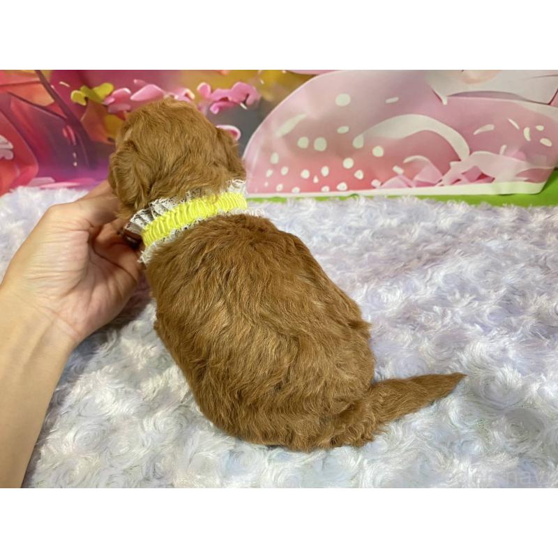 販売中の神奈川県のマルプー:マルチーズ×トイプードル-404071の5枚目