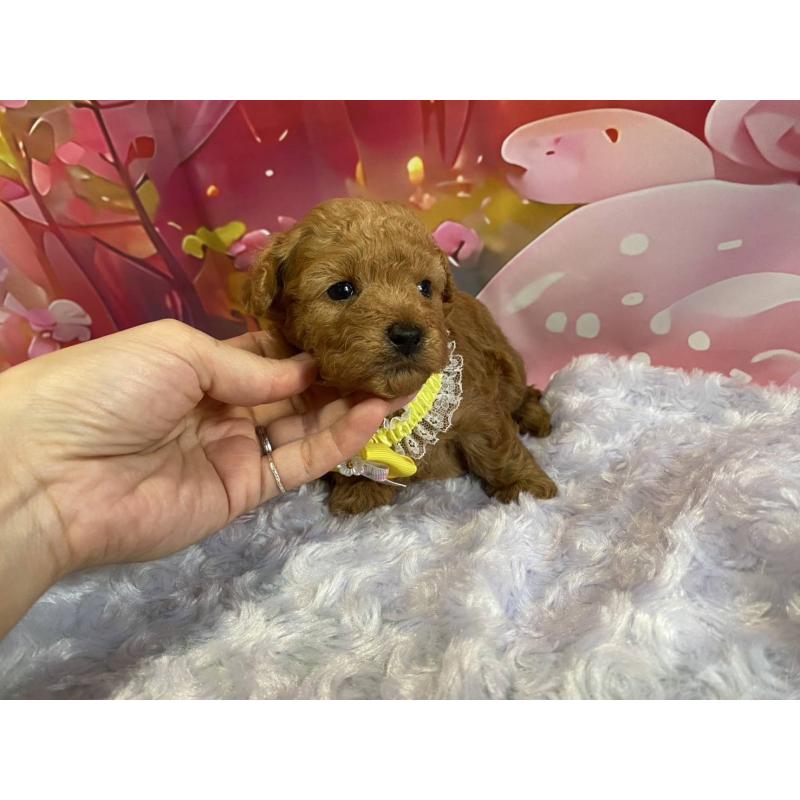 販売中の神奈川県のマルプー:マルチーズ×トイプードル-404071の4枚目