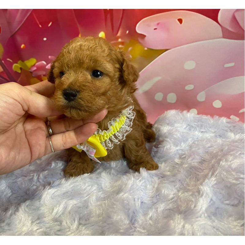 販売中の神奈川県のマルプー:マルチーズ×トイプードル-404071の3枚目