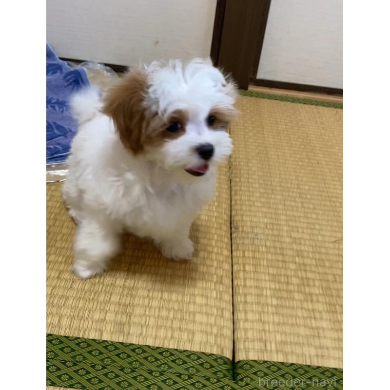 成約済の熊本県のミックス犬-401756の4枚目