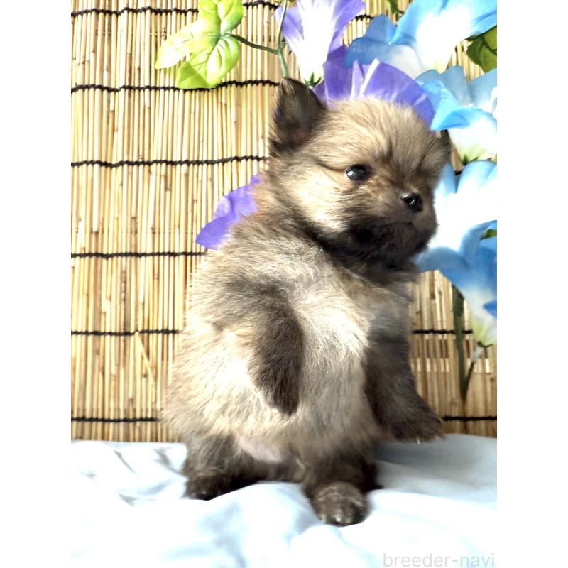 販売中の群馬県のポメラニアン-404077の2枚目