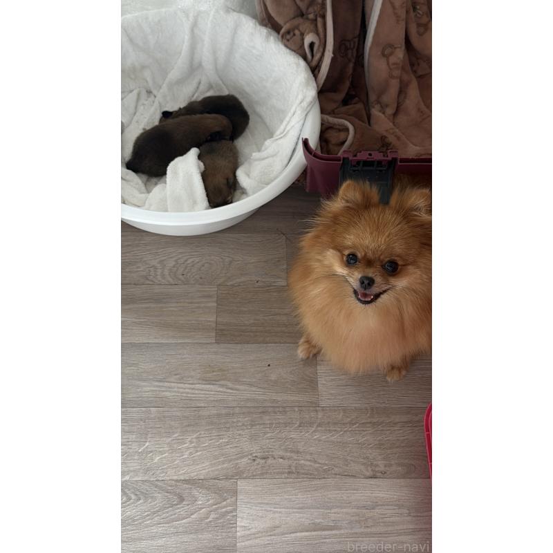 ギムレットちゃん1枚目