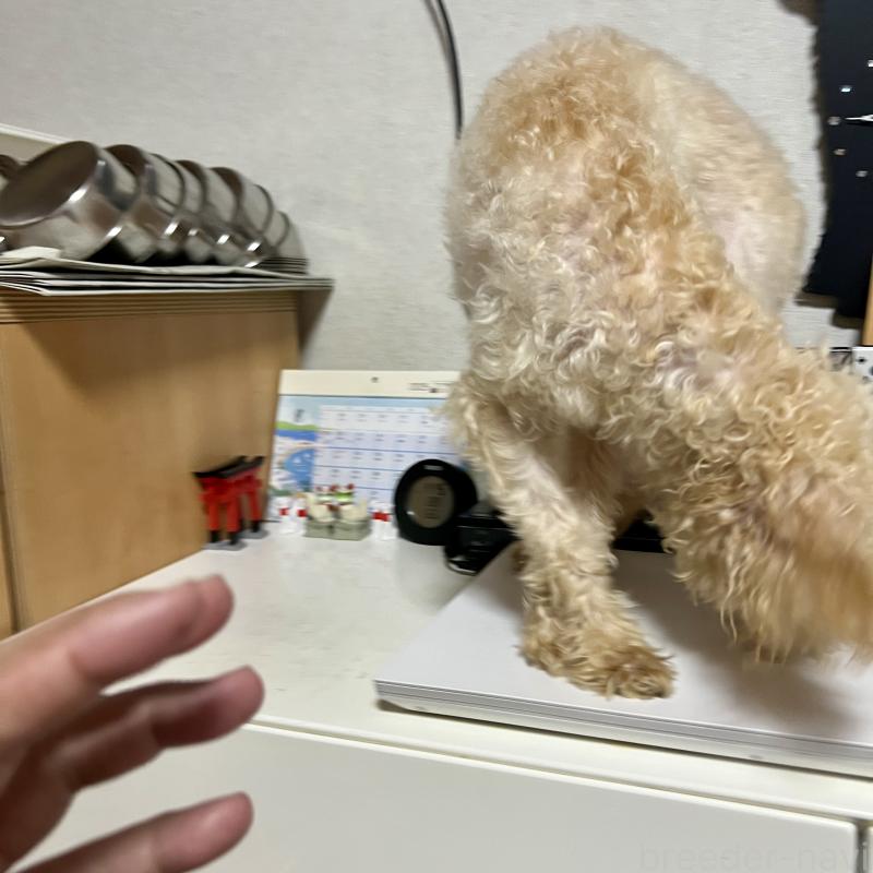販売中の茨城県のトイプードル-404080の3枚目