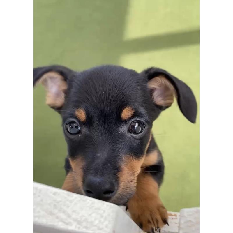 成約済の福岡県のチワックス:チワワ×ミニチュアダックスフンド-401214の7枚目