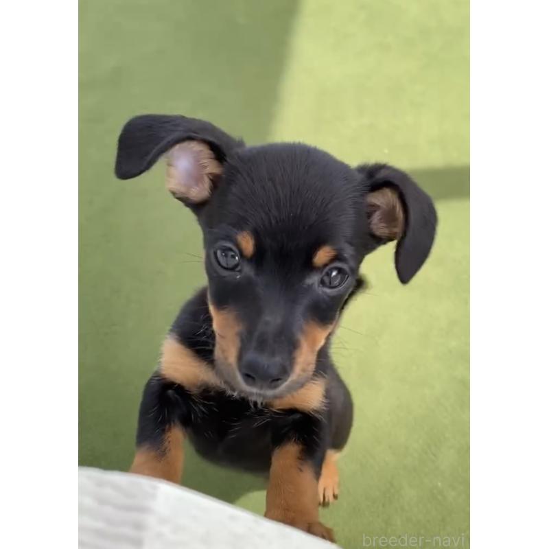 成約済の福岡県のチワックス:チワワ×ミニチュアダックスフンド-401214の6枚目