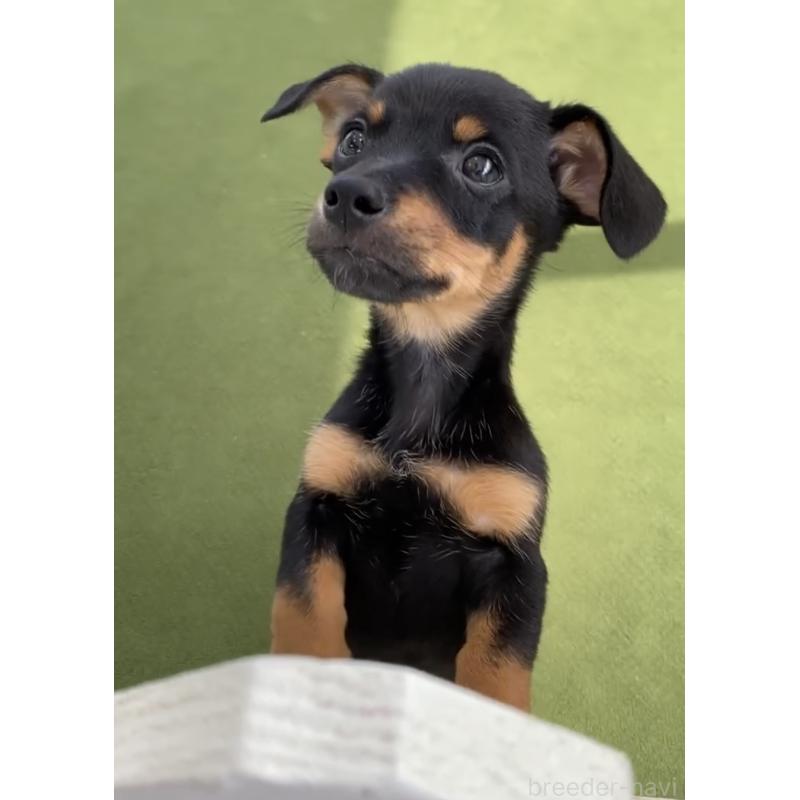 成約済の福岡県のチワックス:チワワ×ミニチュアダックスフンド-401214の5枚目