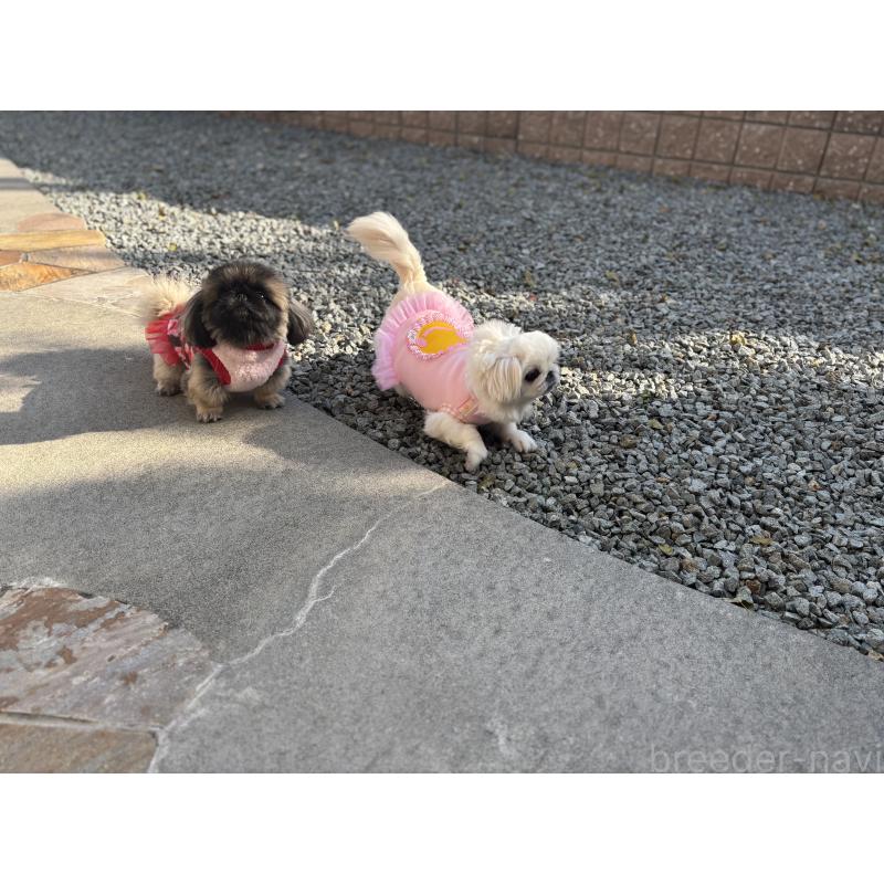 くまもんちゃん1枚目