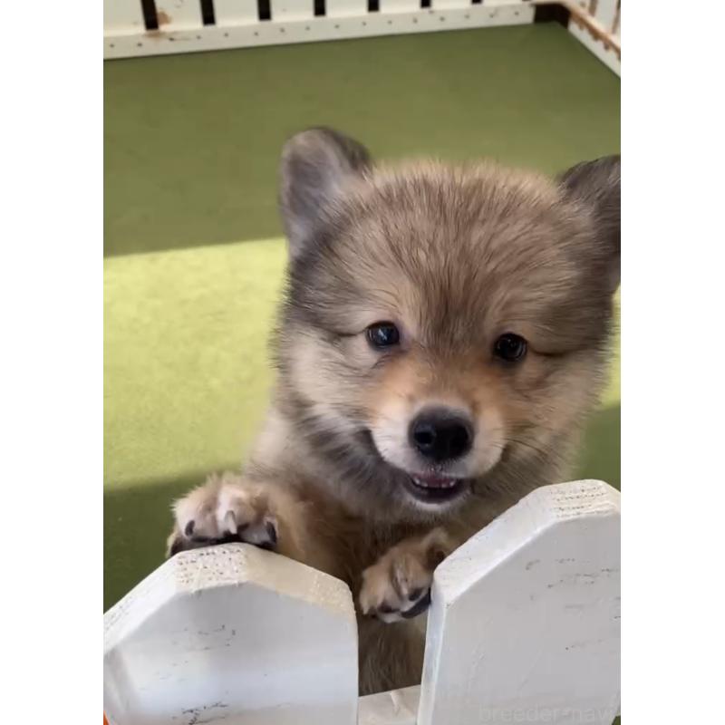 成約済の福岡県のミックス犬-401431の3枚目