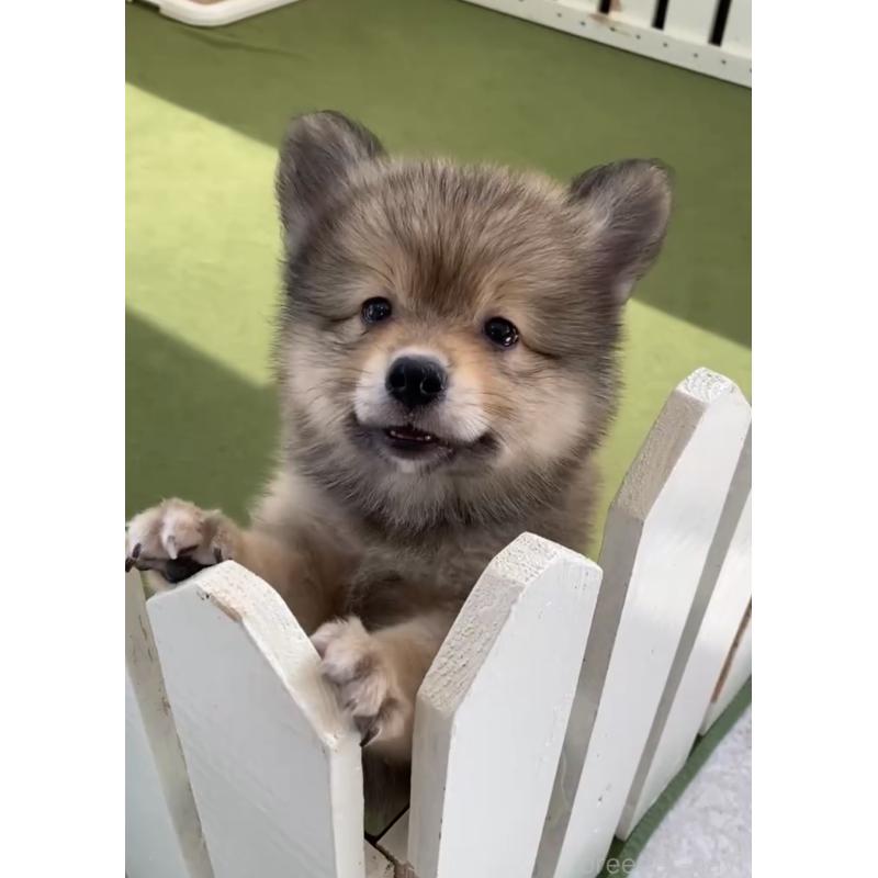 成約済の福岡県のミックス犬-401431の2枚目