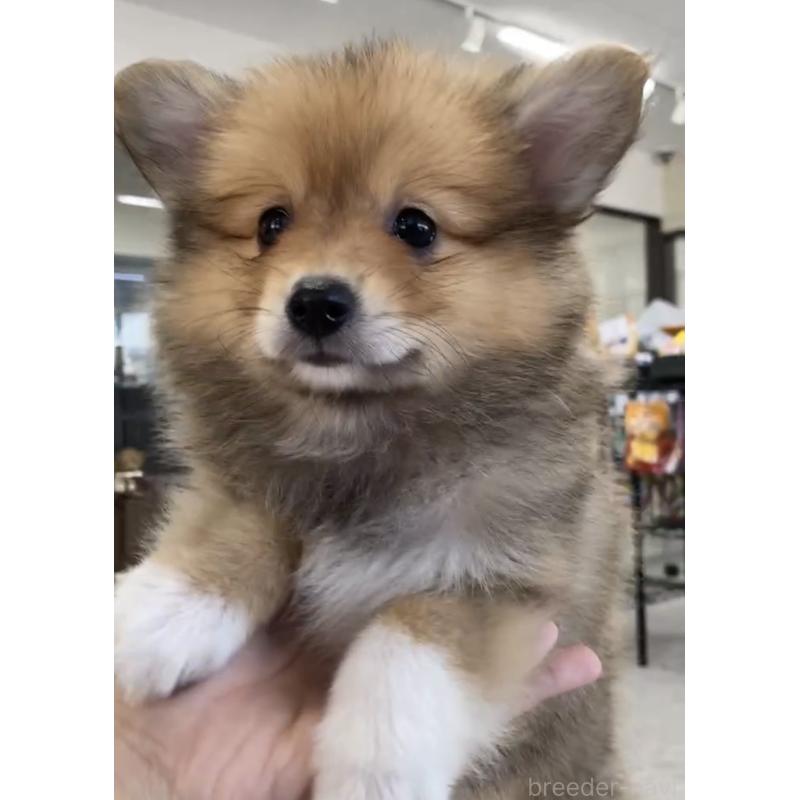 成約済の福岡県のミックス犬-401302の5枚目