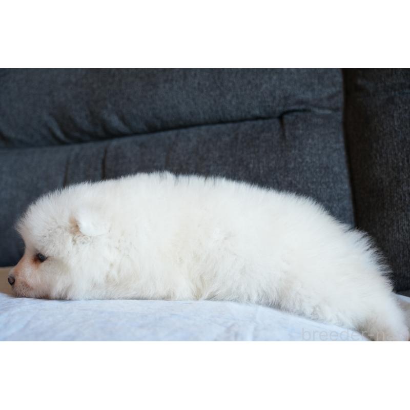 販売中の群馬県のサモエド-404100の3枚目