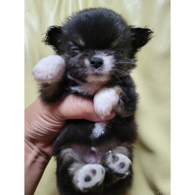 成約済の千葉県のチワワ(ロングコート)-403855の12枚目