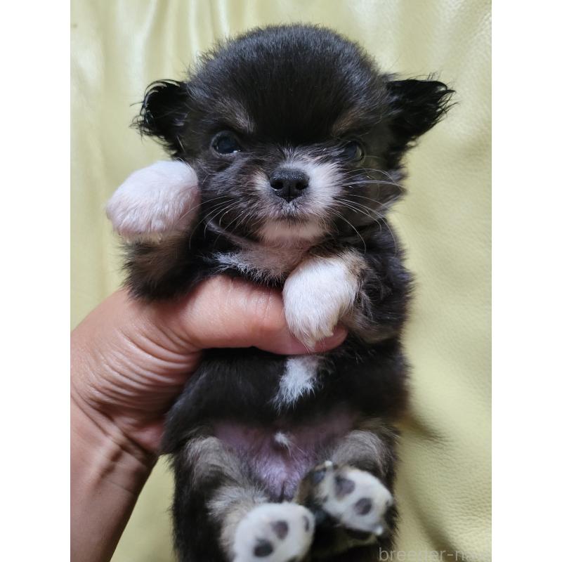 成約済の千葉県のチワワ(ロングコート)-403855の11枚目