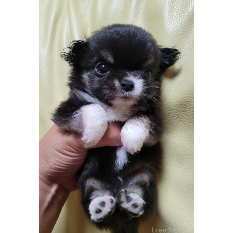 成約済の千葉県のチワワ(ロングコート)-403855の10枚目