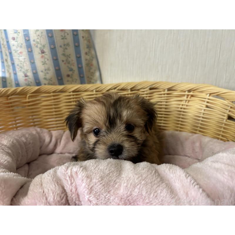 販売中の岡山県のミックス犬-398199の5枚目