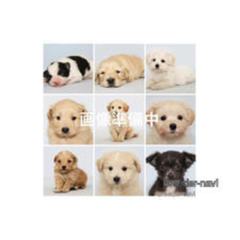 成約済の神奈川県のミックス犬-403948の1枚目