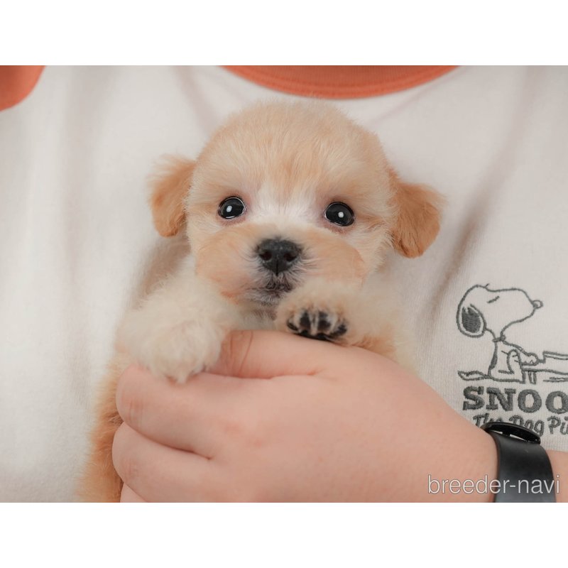 販売中の群馬県のマルプー:マルチーズ×トイプードル-404779の3枚目