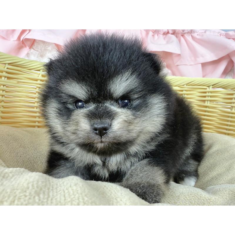 販売中の神奈川県のポメラニアン-403953の2枚目