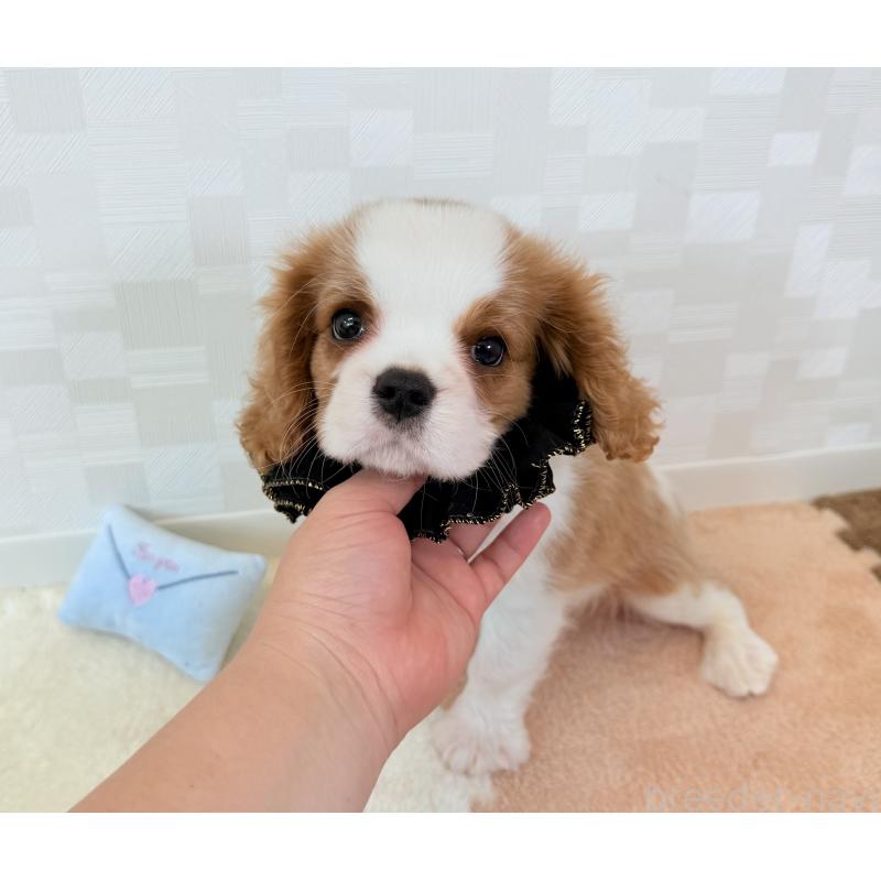 販売中の埼玉県のキャバリアキングチャールズスパニエル-403963の3枚目