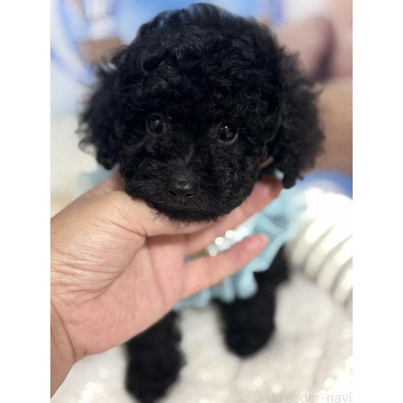 成約済の埼玉県のティーカッププードル-401315の9枚目