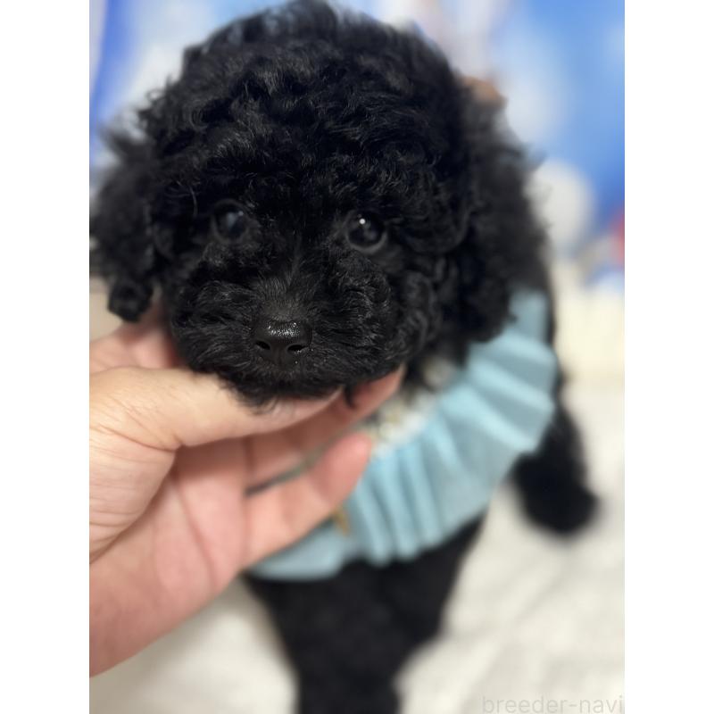 成約済の埼玉県のティーカッププードル-401315の8枚目