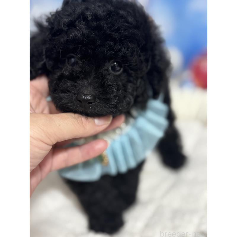 成約済の埼玉県のティーカッププードル-401315の7枚目