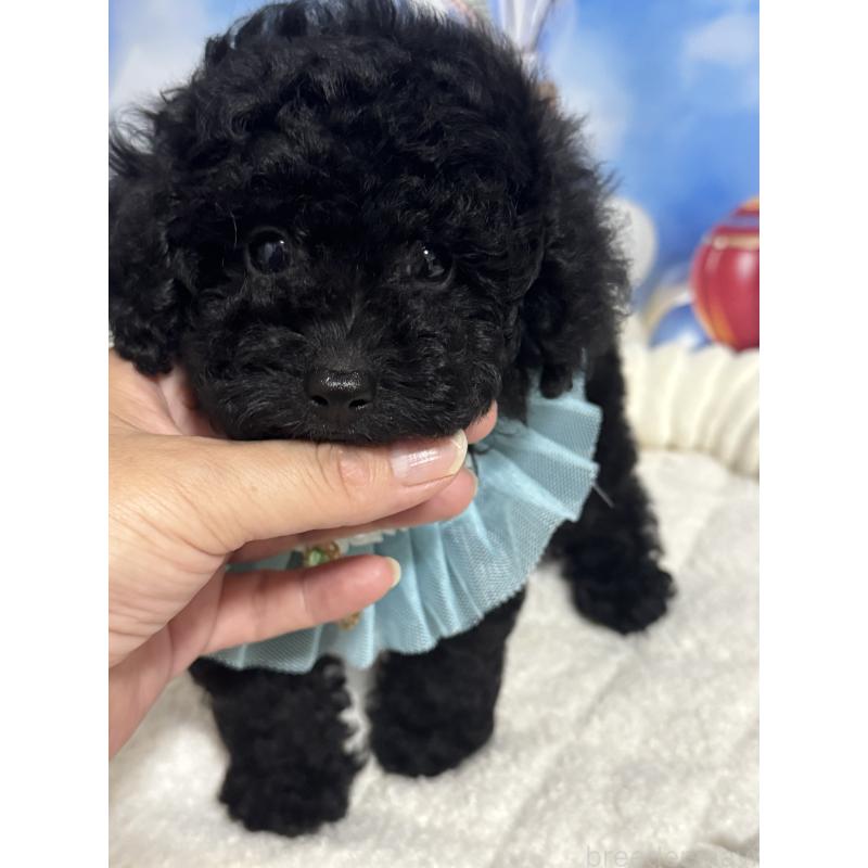 成約済の埼玉県のティーカッププードル-401315の6枚目