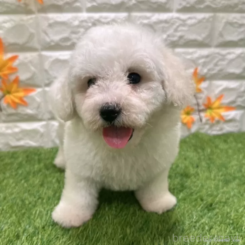 成約済の愛知県のビションフリーゼ-402651の1枚目