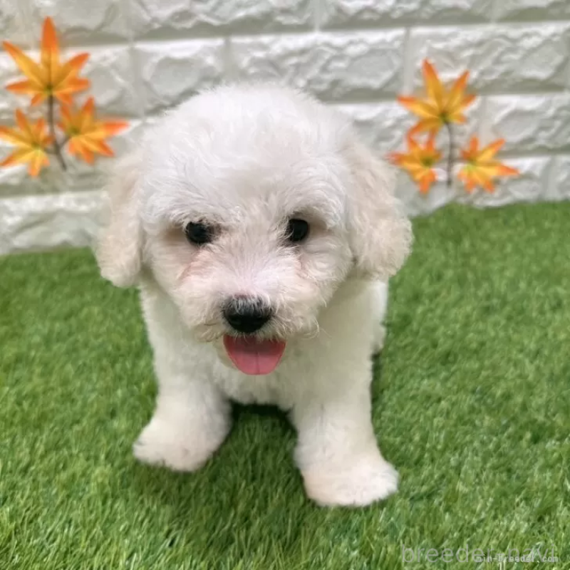 成約済の愛知県のビションフリーゼ-402651の3枚目