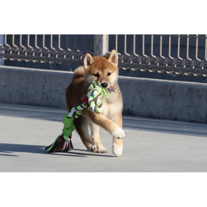商談中の愛媛県の柴犬-404162の8枚目