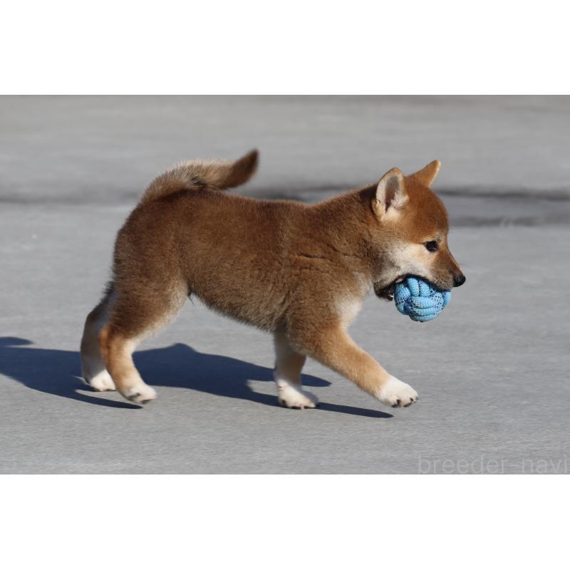 商談中の愛媛県の柴犬-404162の7枚目