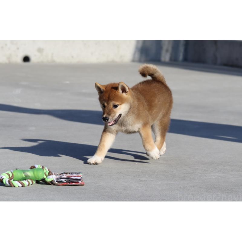 商談中の愛媛県の柴犬-404162の5枚目