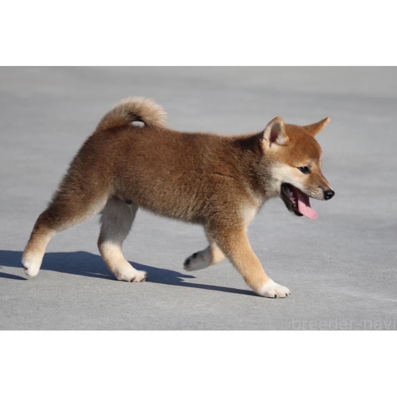 商談中の愛媛県の柴犬-404162の4枚目
