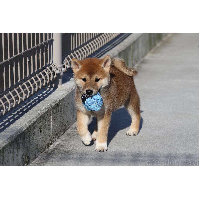 商談中の愛媛県の柴犬-404162の3枚目