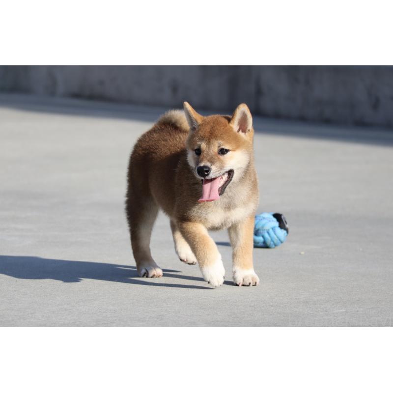 商談中の愛媛県の柴犬-404162の2枚目