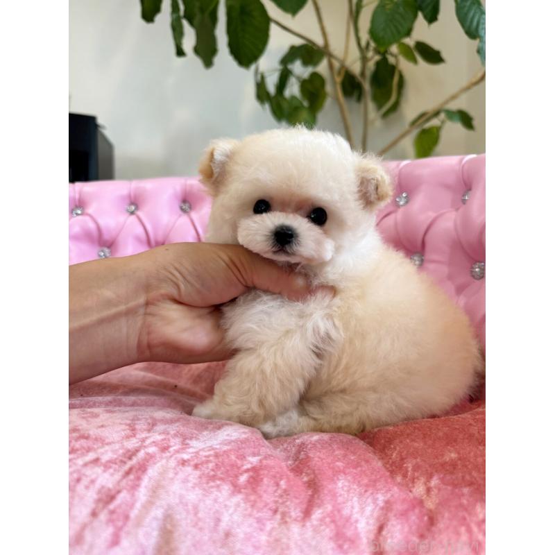 販売中の茨城県のティーカッププードル-404157の4枚目