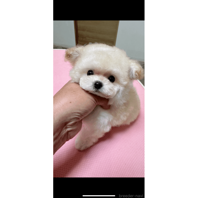 販売中の茨城県のティーカッププードル-404157の2枚目