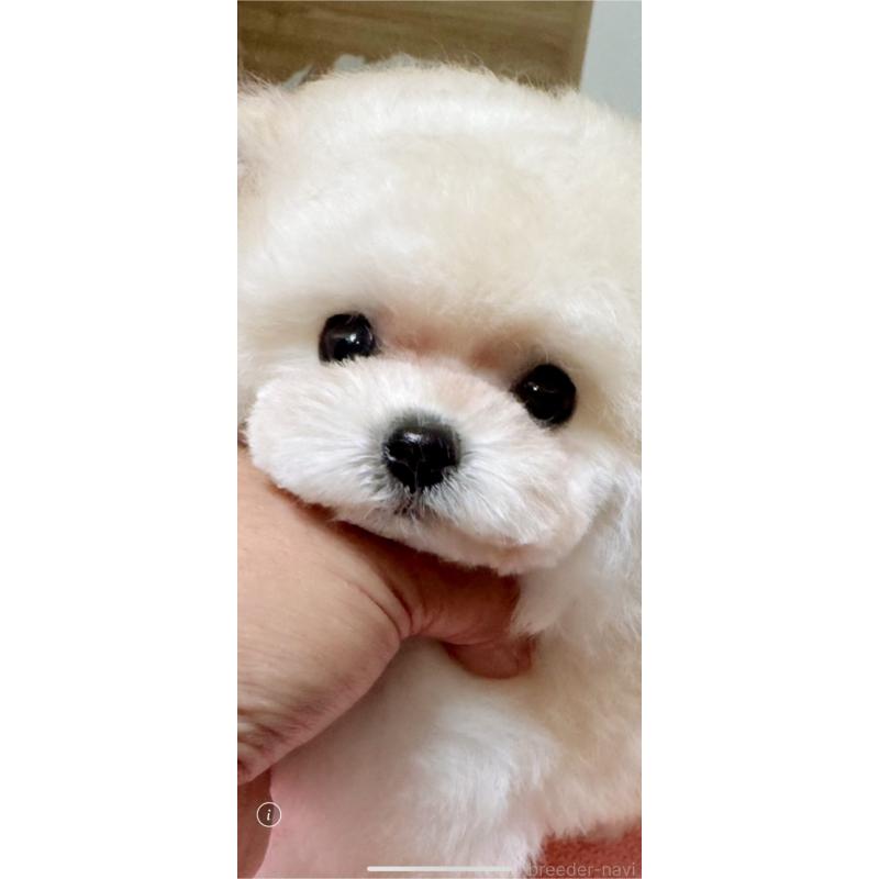 販売中の茨城県のティーカッププードル-404157