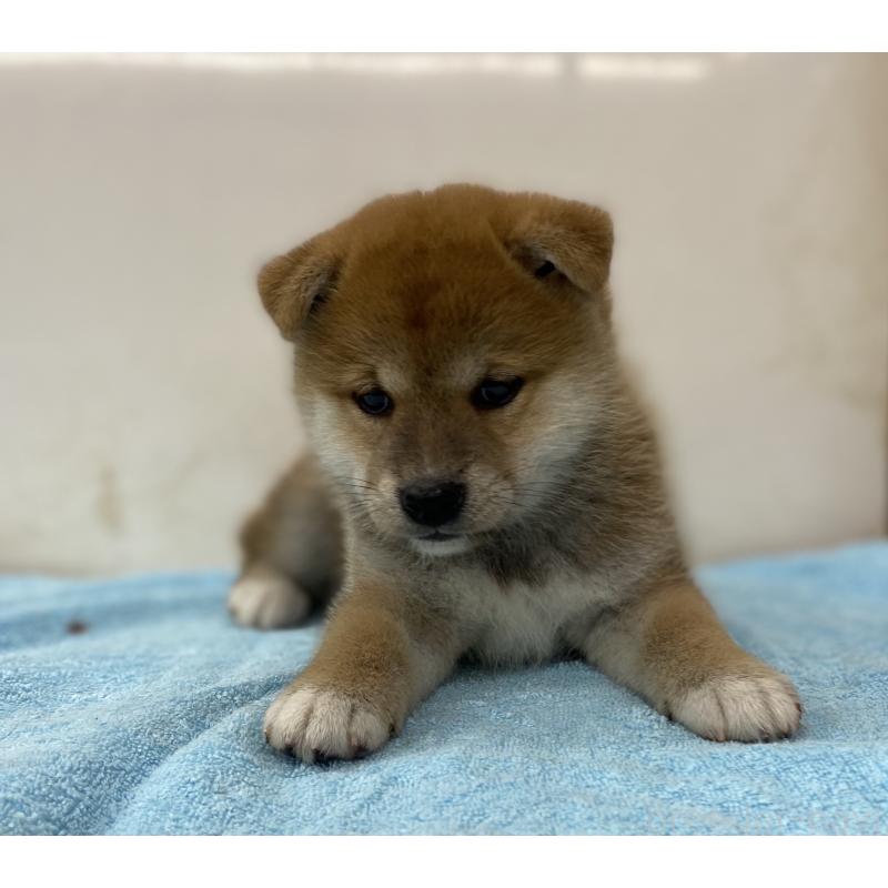 販売中の長野県の柴犬-404164の5枚目