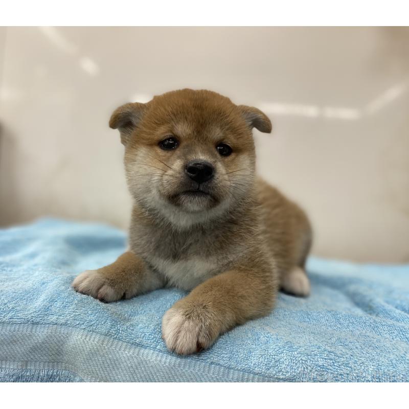 販売中の長野県の柴犬-404164の3枚目