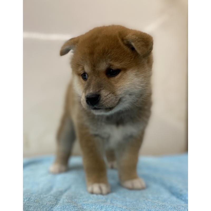 販売中の長野県の柴犬-404164の2枚目