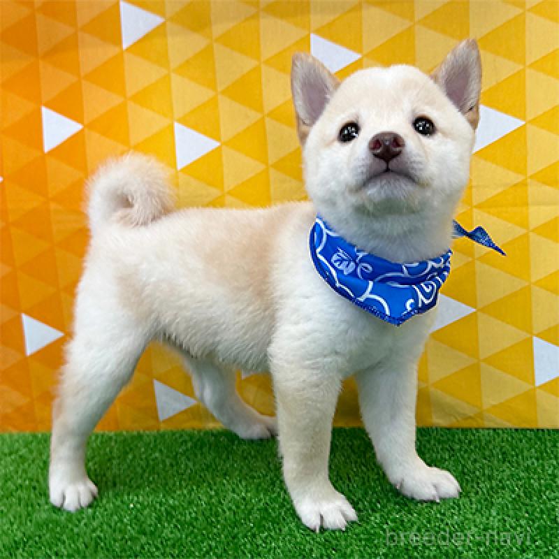 成約済の神奈川県の豆柴-404039の4枚目