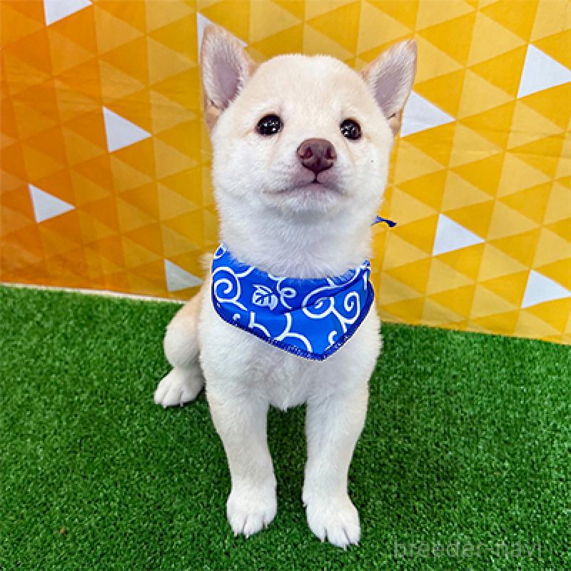 成約済の神奈川県の豆柴-404039の3枚目