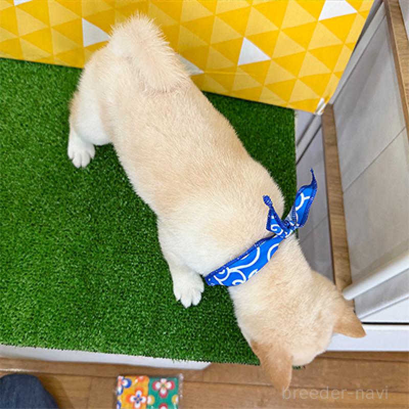 成約済の神奈川県の豆柴-404039の2枚目