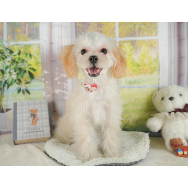 成約済の静岡県のマルプー:マルチーズ×トイプードル-383038の5枚目