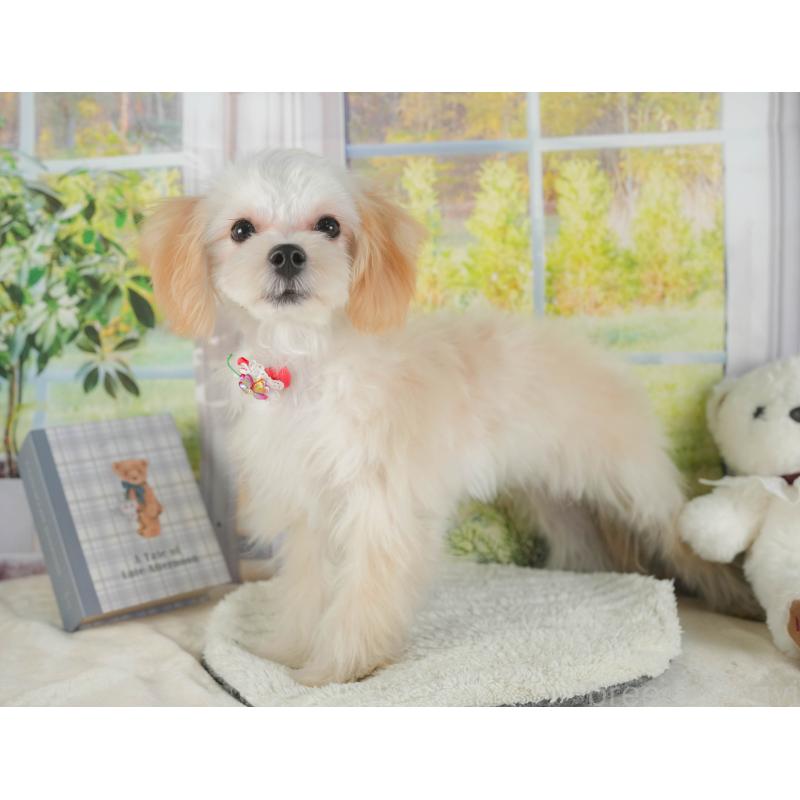 成約済の静岡県のマルプー:マルチーズ×トイプードル-383038の4枚目