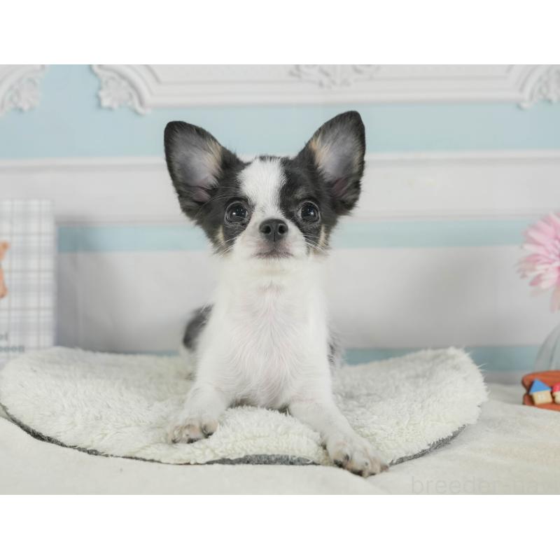 成約済の静岡県のチワワ(ロングコート)-392469の5枚目